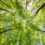 Common Tree Pruning Mistakes Homeowners Make