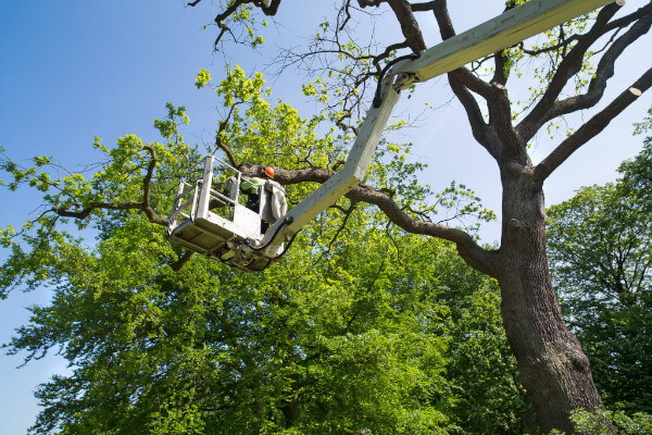 Tree Care: Are You Harming Your Healthy Trees?