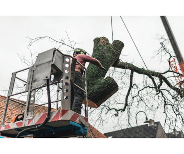 Key Tree Care Services Available to Residential Customers in Dallas