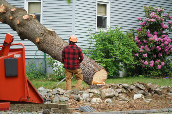 Expert Tree Removal Services in Dallas, TX