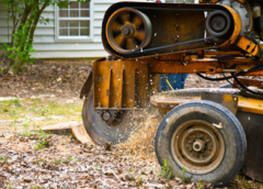 Stump Grinding – Things to Consider Before Hiring a Stump Grinder